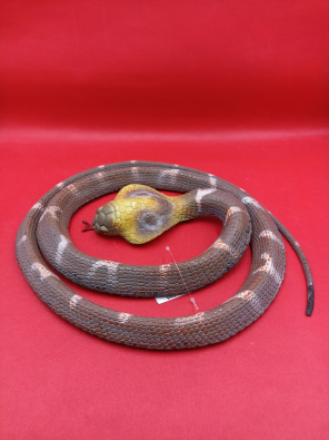 Serpente Cobra Arrotolato  